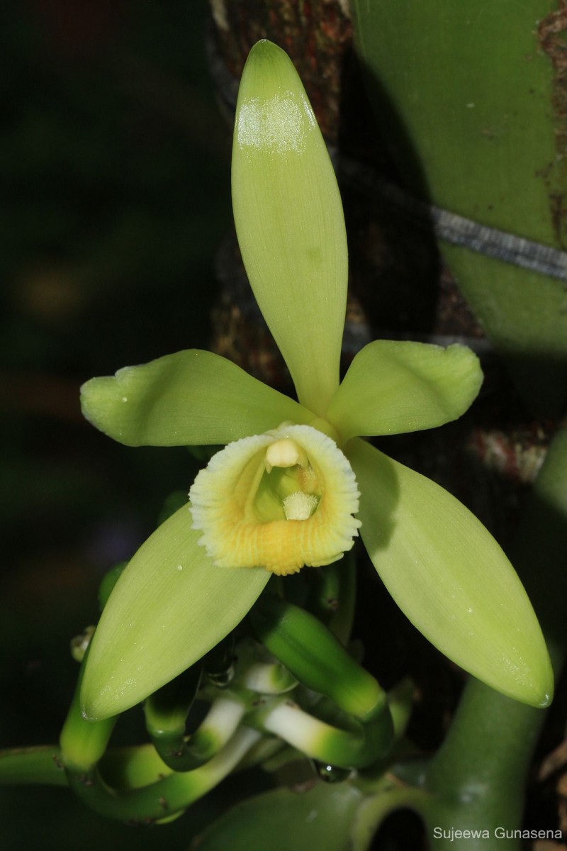 Vanilla planifolia Andrews